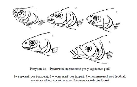 Привлечение рыб до рта