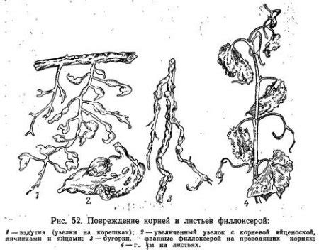 Признаки органов воздушного растения