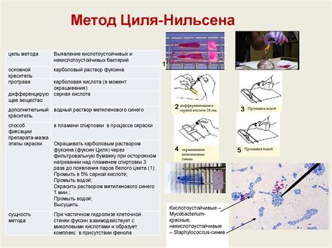 Применение окраски уксуснокислых бактерий йодом в микробиологии