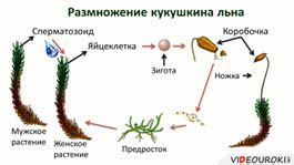 Применение размножения спорами