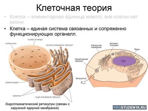 Примеры экспериментов, в которых использовалась клеточная теория