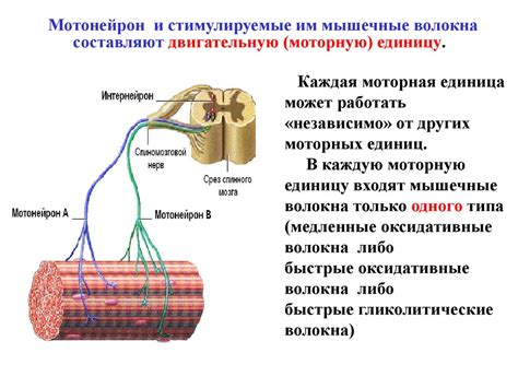 Принцип работы мышц