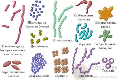 Присутствие бактерий или дрожжевых инфекций