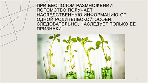 Причина генетической схожести потомков при бесполом размножении