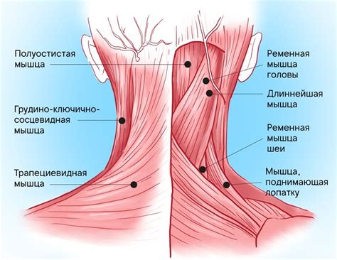 Причина №2: мышечные дисбалансы в области шеи и плеч