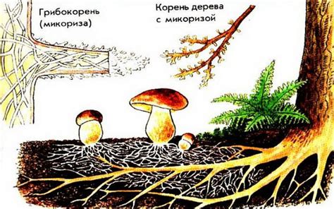 Причина №4: Химическая реакция между грибами и другими продуктами