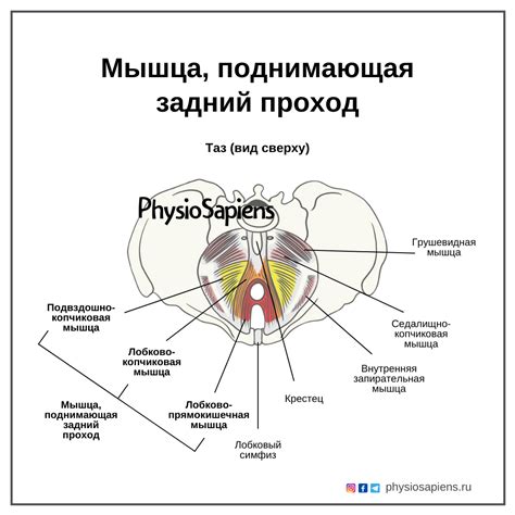 Причины, по которым задний проход ребенка 10 лет может чесаться