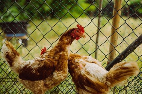 Причины, по которым куры не обрастают пером после линьки