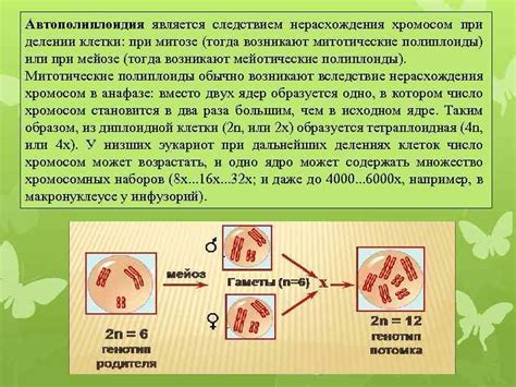 Причины возникновения полиплоидии у растений