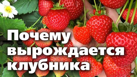 Причины высокой стоимости клубники