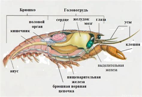 Причины изменения настроения у раков