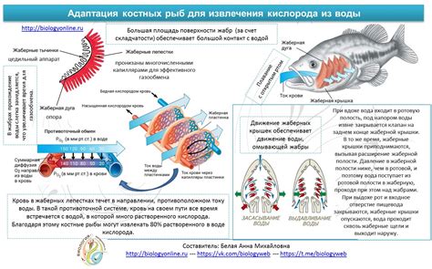 Причины использования песка при плюевом поведении у рыб