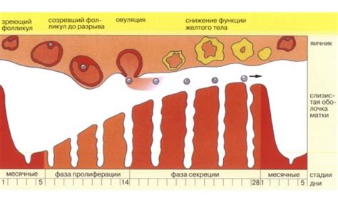 Причины коричневых выделений во время овуляции