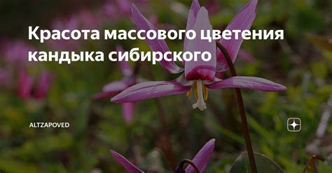 Причины массового цветения в степях