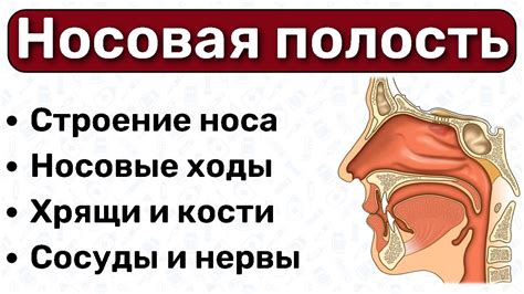 Причины наполнения носовой полости водой