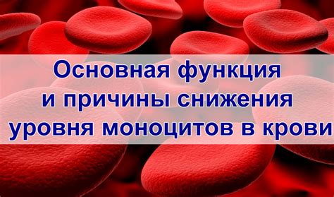 Причины повышения уровня лимфоцитов и моноцитов в крови