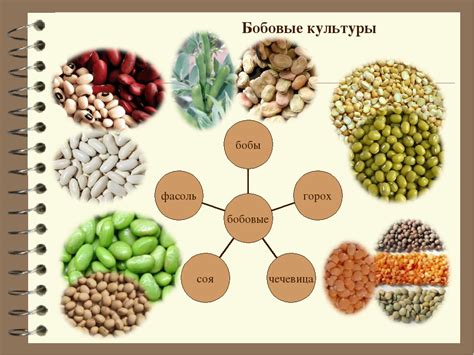 Причины популярности бобовых культур