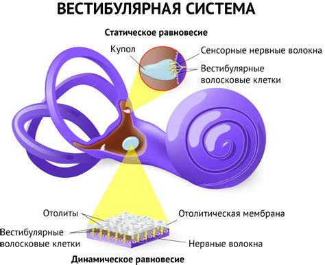 Причины появления хруста и головокружения