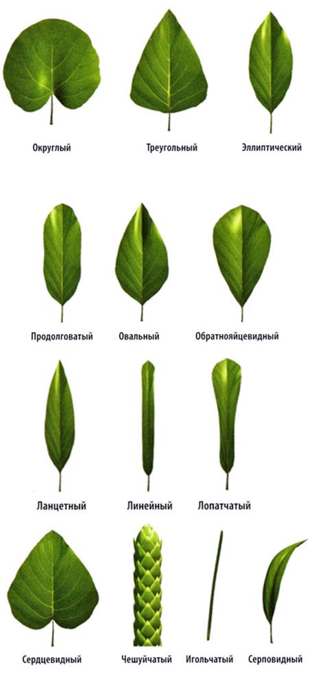 Причины предпочтения трехгранных листьев другим формам