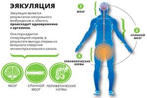 Причины семяизвержения