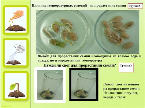 Проблема прорастания семян яблока в 4 классе