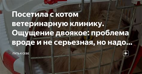 Проблема с котом, не спящим в своем домике