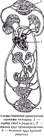 Проблемы кровеносной системы
