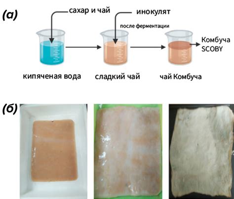 Проблемы погружения чайного гриба