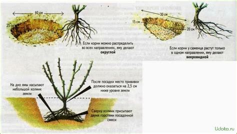 Проблемы с корневой системой розы