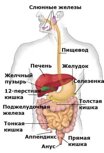 Проблемы с органами пищеварения