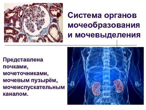 Проблемы с почками и мочеточниками