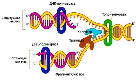 Проверка ДНК