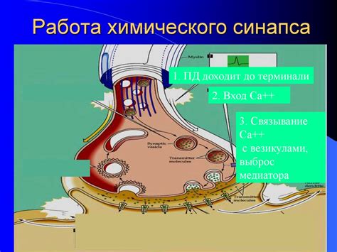 Проводники нервного импульса: сравнение нервов с проводами