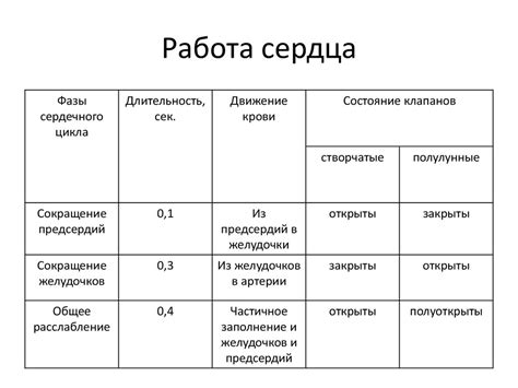 Продолжительность и регулярность фаз