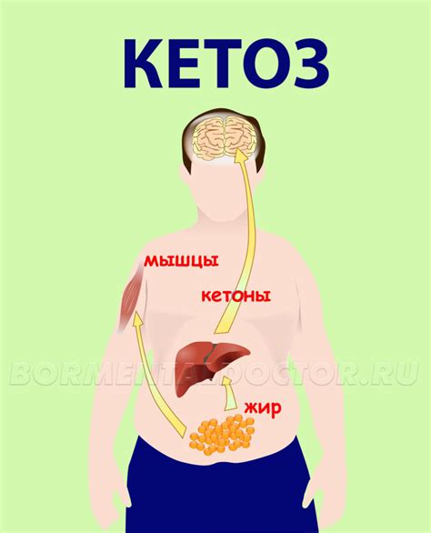 Продолжительность кетоза и его физиологические эффекты
