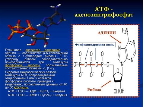 Продукция энергии и аденозинтрифосфат (АТФ)