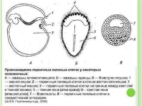 Происхождение первичных ооцитов