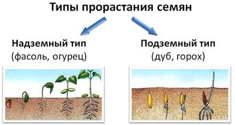 Прорастание семени: суть и значимость