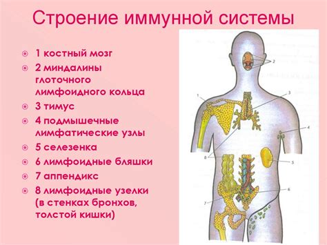 Процессы обмена веществ и иммунная система