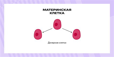 Процессы параллельности в митозе и образование двуядерных клеток