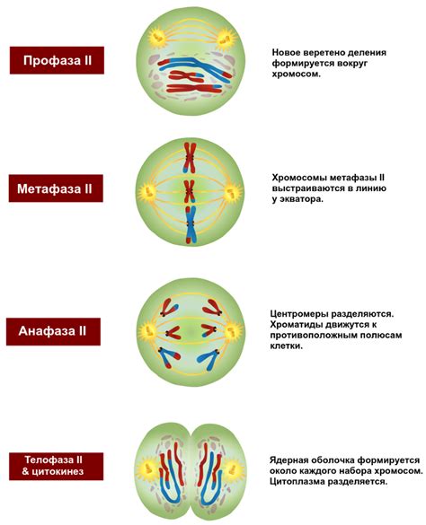 Процесс мейоза