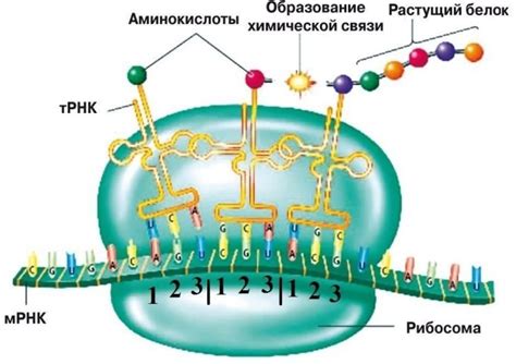 Процесс образования сворачивающихся белков