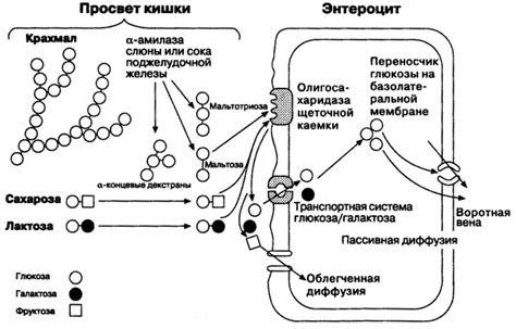 Процесс переваривания глюкозы