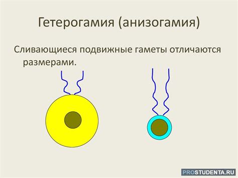 Процесс полового размножения