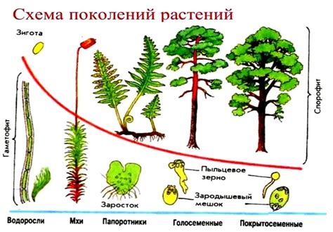 Процесс размножения водных растений