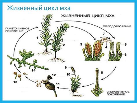 Процесс репродукции мхов