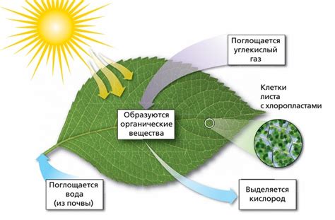 Процесс снижения хлорофилла в листьях