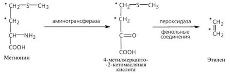 Процесс этилена при созревании