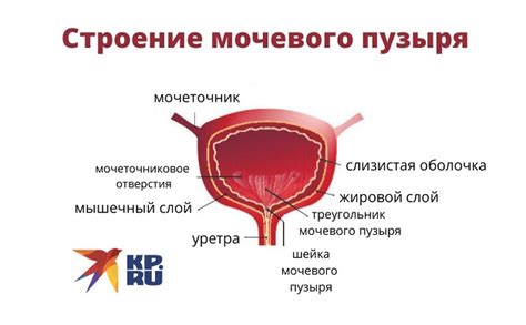 Психологические аспекты наполнения мочевой пузырь у мужчин