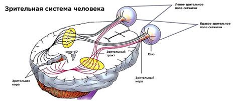 Работа мозга и глаза